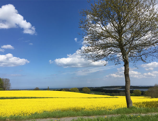 raps-feld-ploen